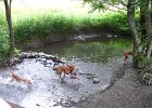 Vizsla Treffen 06.2008